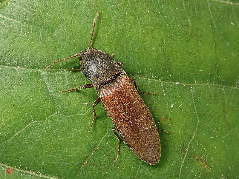 Elateridae: Agriotes litigiosus